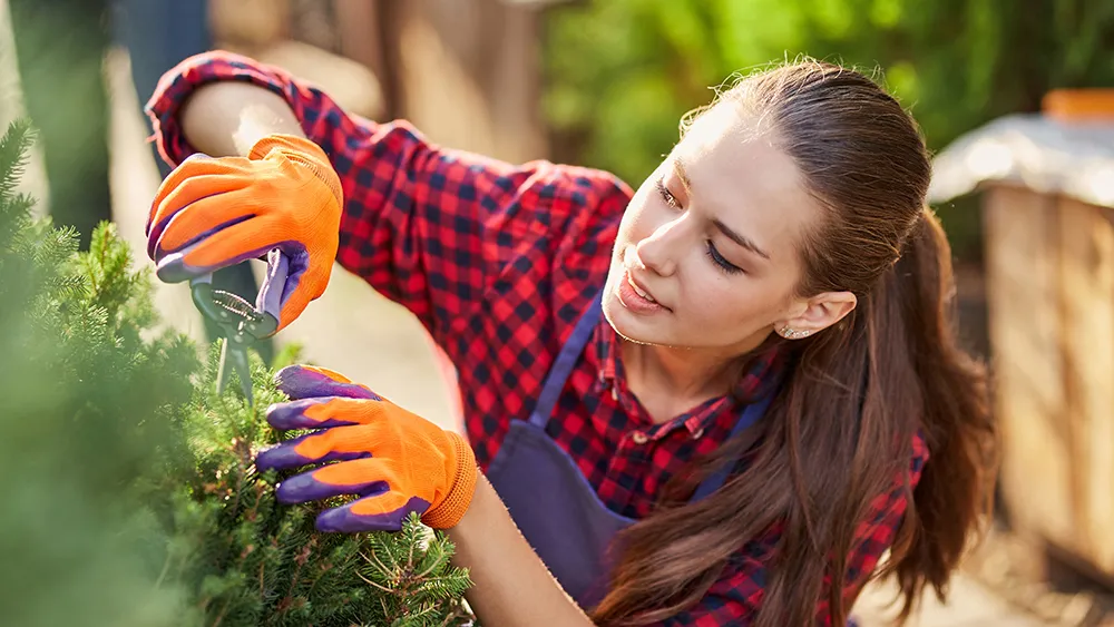 A plant being cared for